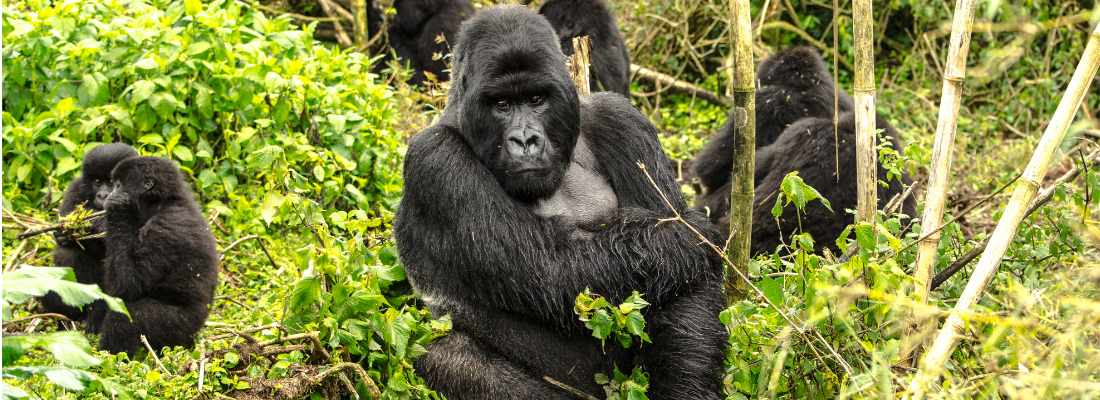 Gorilla Family surrounded by trees in Volcanoes National Park