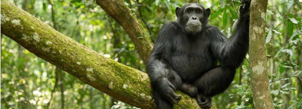 Chimpanzee sat in a tree in Uganda