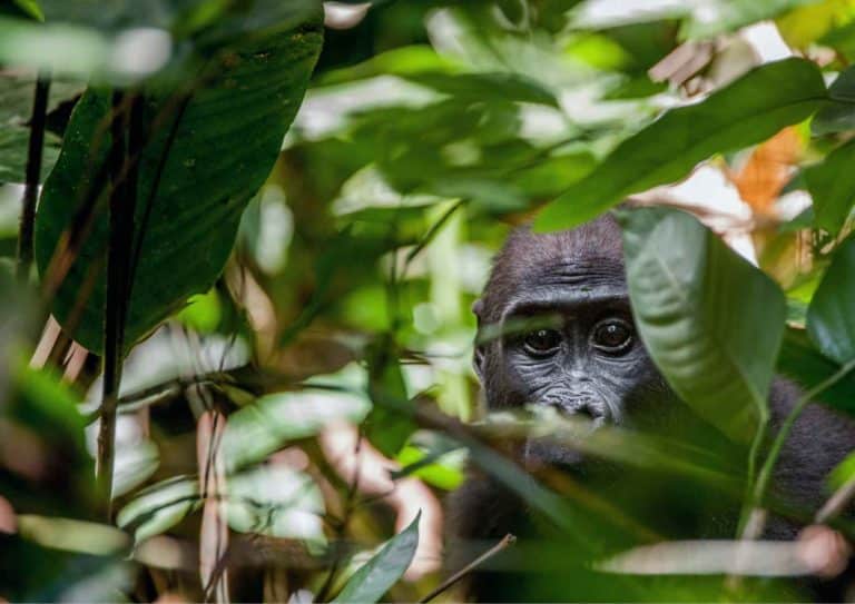 Gorilla in Jungle Congo