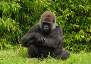 single gorilla in the Repulic of congo