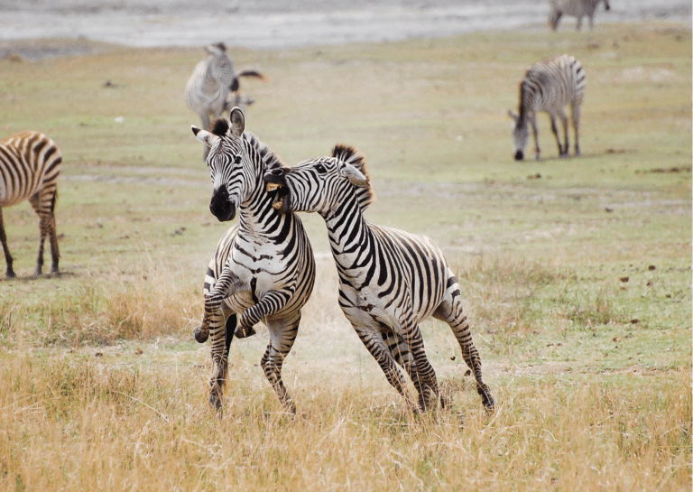 two zebras playing