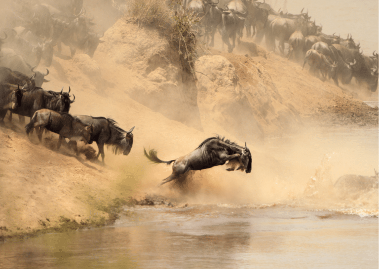 A wildebeest leaping into the Mara river followed by more wildebeest - all part of the annual migration.