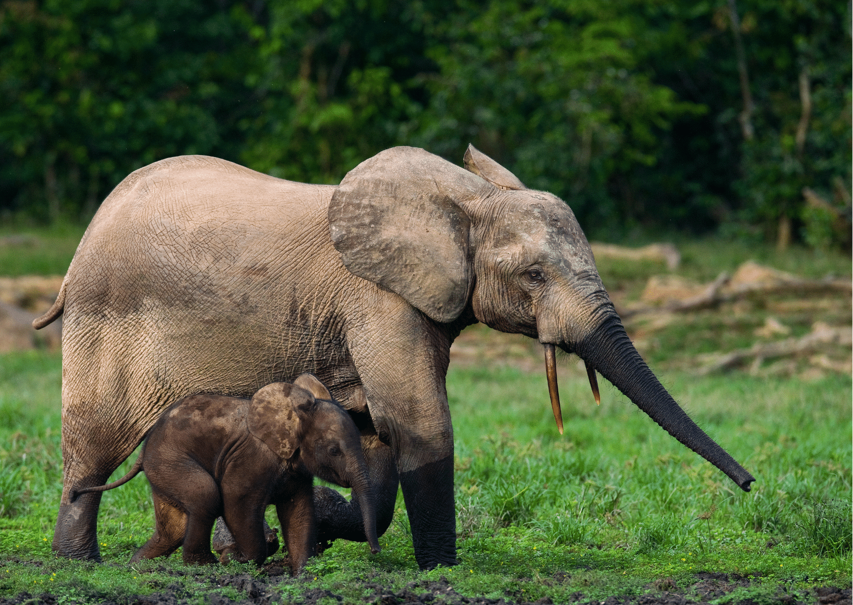 Mother and baby forest elephant in Central African Republic
