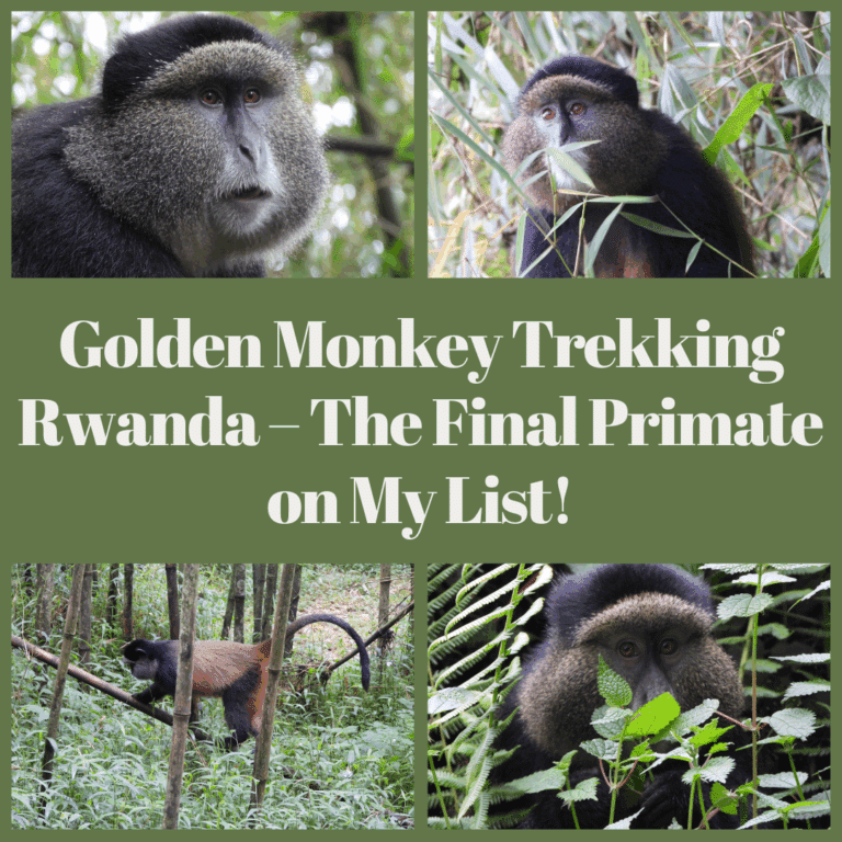 Golden Monkey Trekking Rwanda