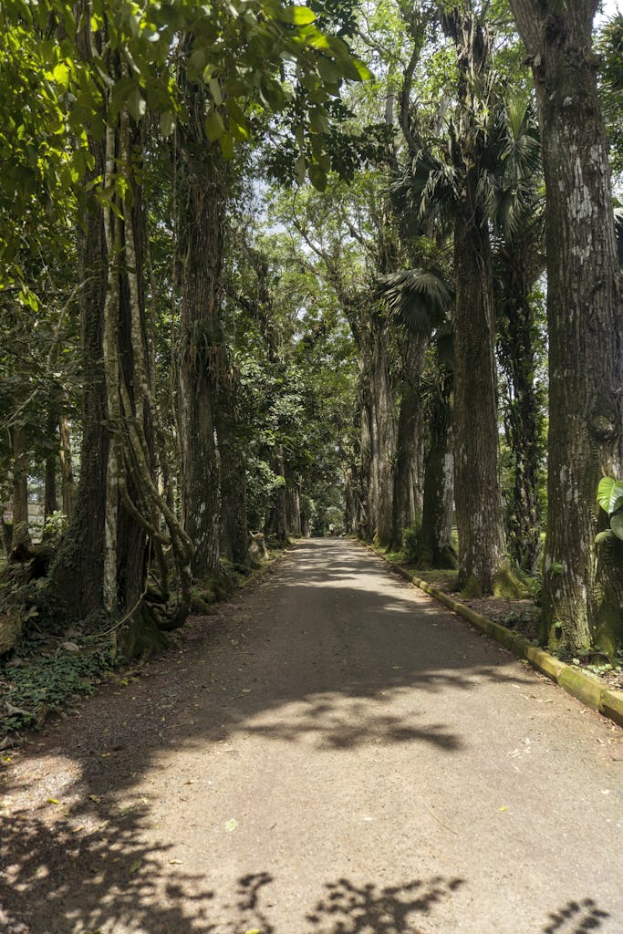 West Africa Small Group Tour - 14 Day Ghana Togo Benin Tour 1 Lush green trees line a tranquil paved road in a Ghanaian forest. Perfect for nature lovers.
