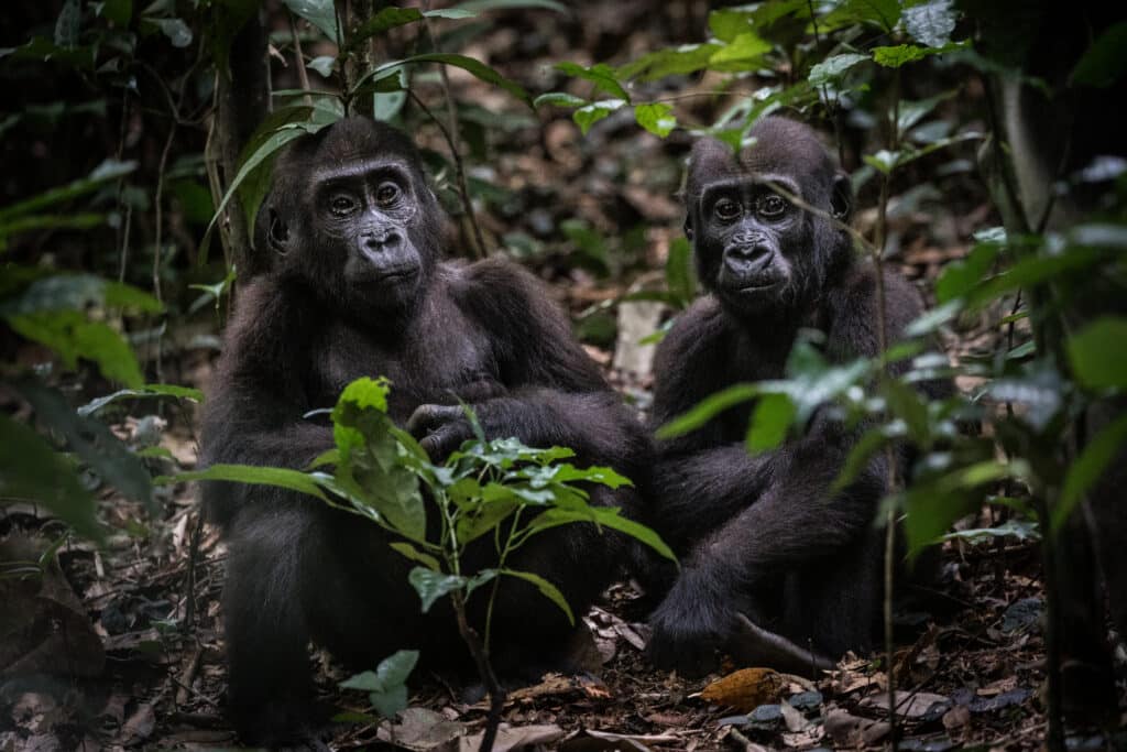 Kamba scott ramsey165