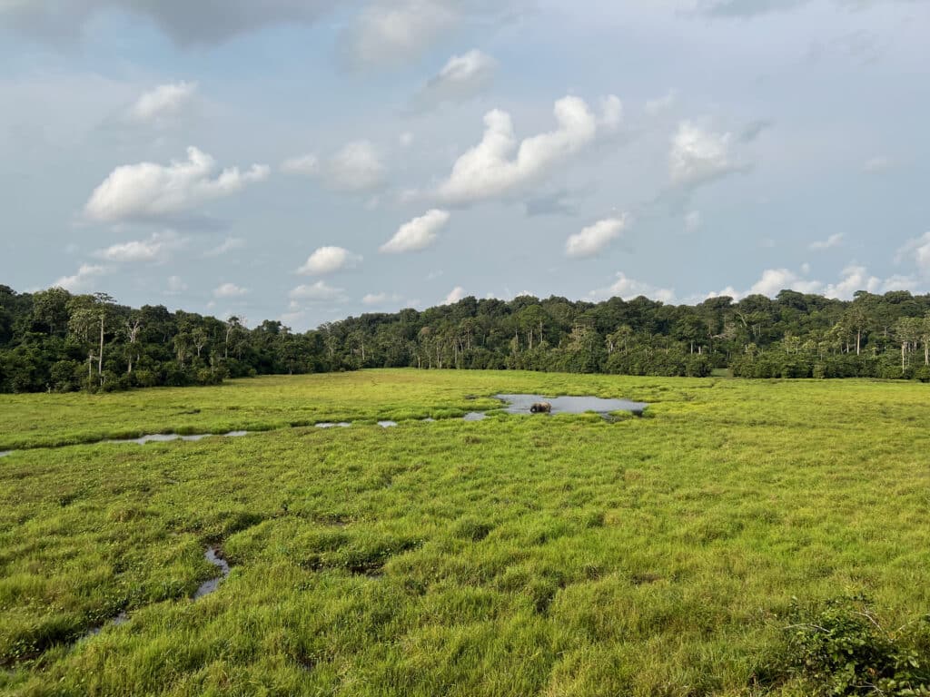 Mbeli Bai Nouabale Ndoki NP © Expeditions Ducret 1