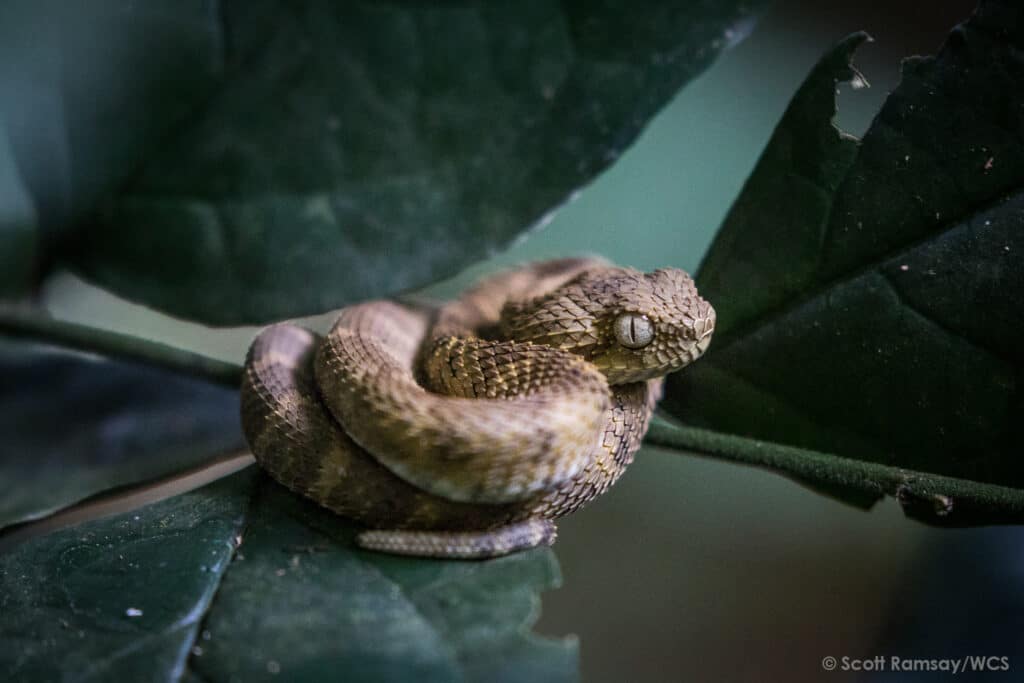 WCS Congo copyright Scott Ramsay www.scottramsay.africa 3339