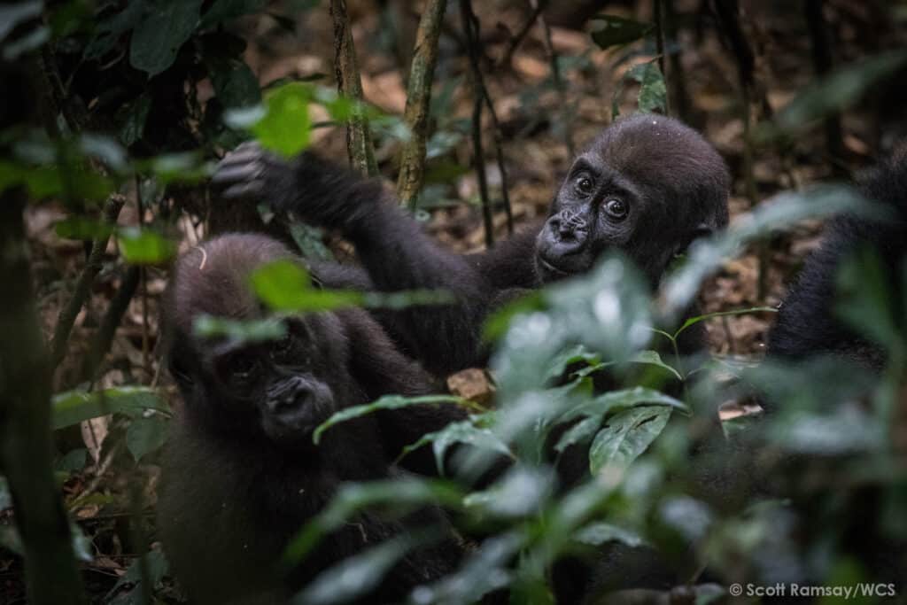 WCS Congo copyright Scott Ramsay www.scottramsay.africa 3403