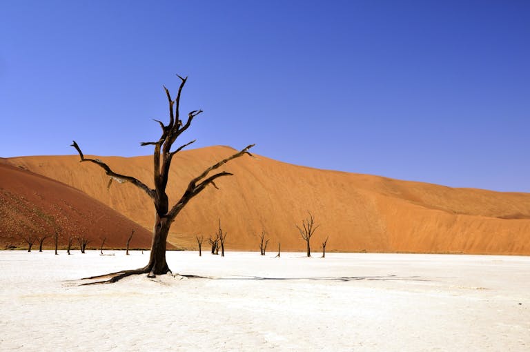 16 Day Namibia Botswana and Zimbabwe - Luxury Southern Africa Tour 6 A dramatic scene of a barren desert, featuring a dried tree against sand dunes and a clear blue sky.