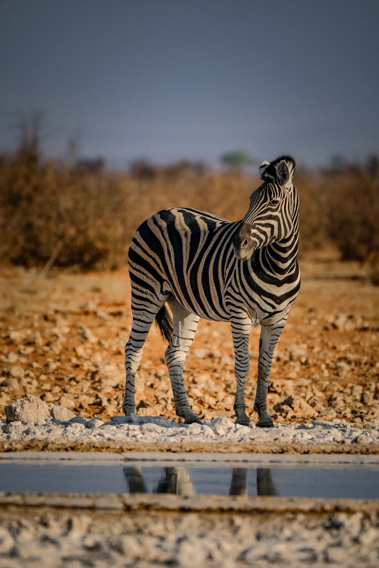 12 Day Highlights of Namibia Tour 4 A zebra stands gracefully by a waterhole in the African wilderness, showcasing striking stripes.