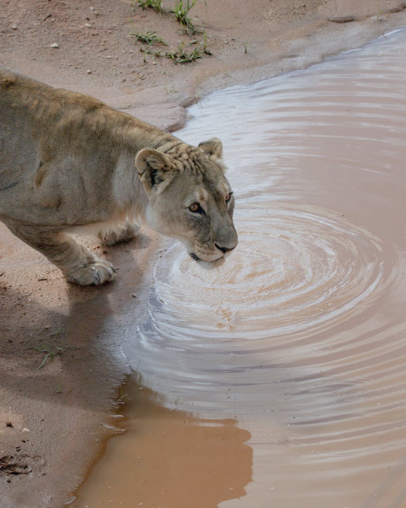 19 Day - Ultimate Namibia Tour 2 Close-up of a lioness drinking at a waterhole in Namibia's natural habitat.