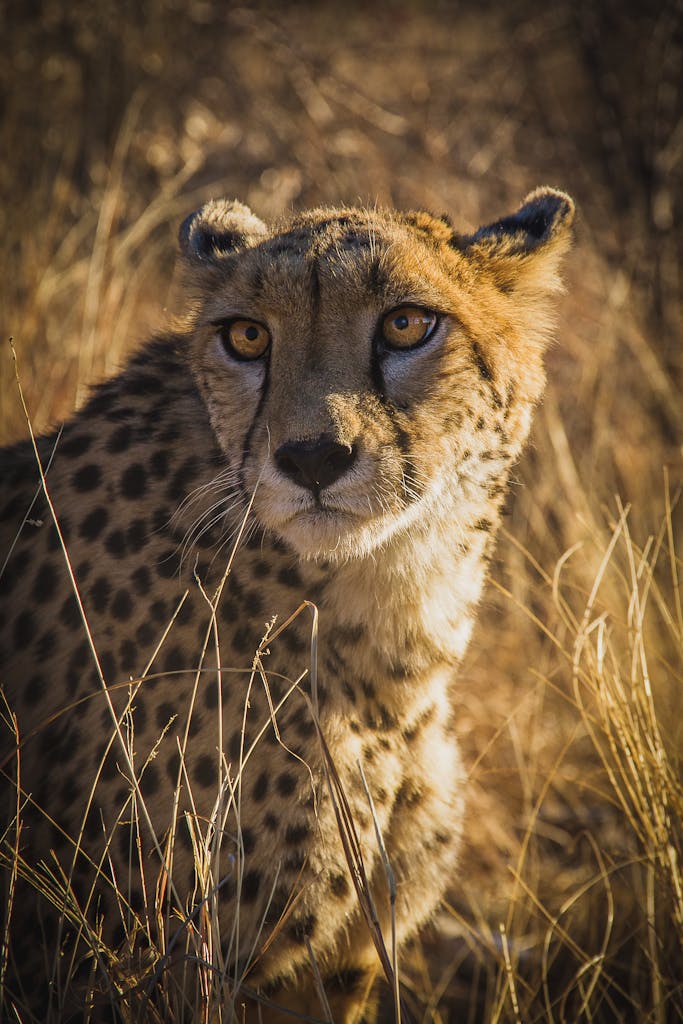 Close-up portrait of a cheetah in the golden grasslands of Namibia, showcasing its striking features.