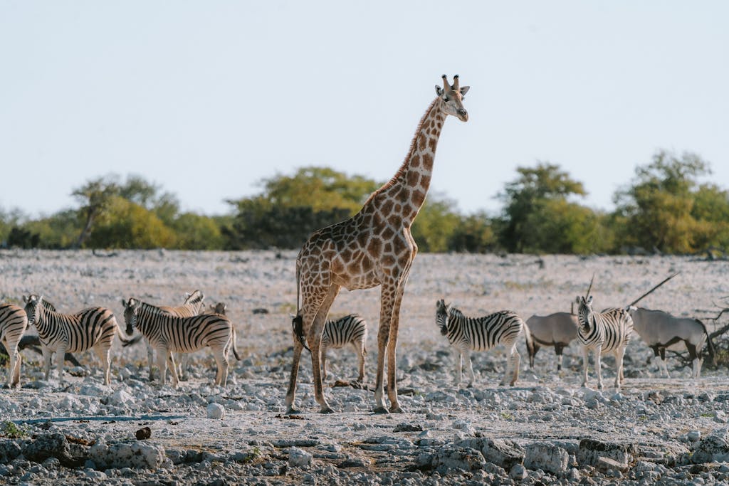 Giraffe and zebras roaming the savannah at Etosha National Park, Namibia.