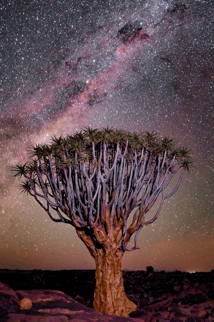 12 Days Luxury Highlights of Namibia Tour 1 Majestic quiver tree beneath a breathtaking starry sky in the Namibia desert.