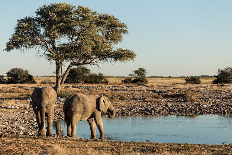 19 Day Luxury Ultimate Namibia Tour 8 Two African elephants drink at a waterhole, showcasing Namibian wildlife.
