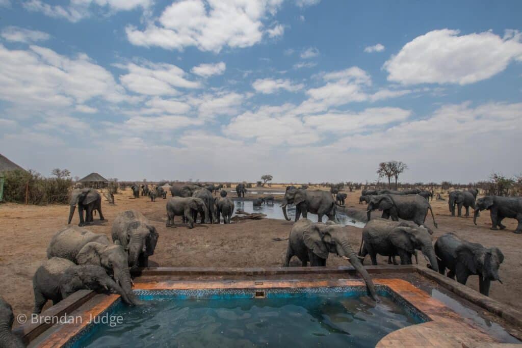 9b.imvelo safari lodges nehimba our super herds at nehimba