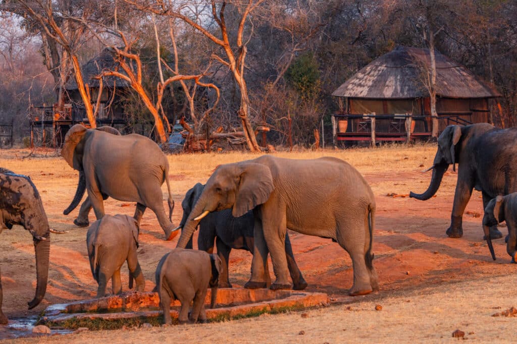Elephants in front of Ivory Lodge