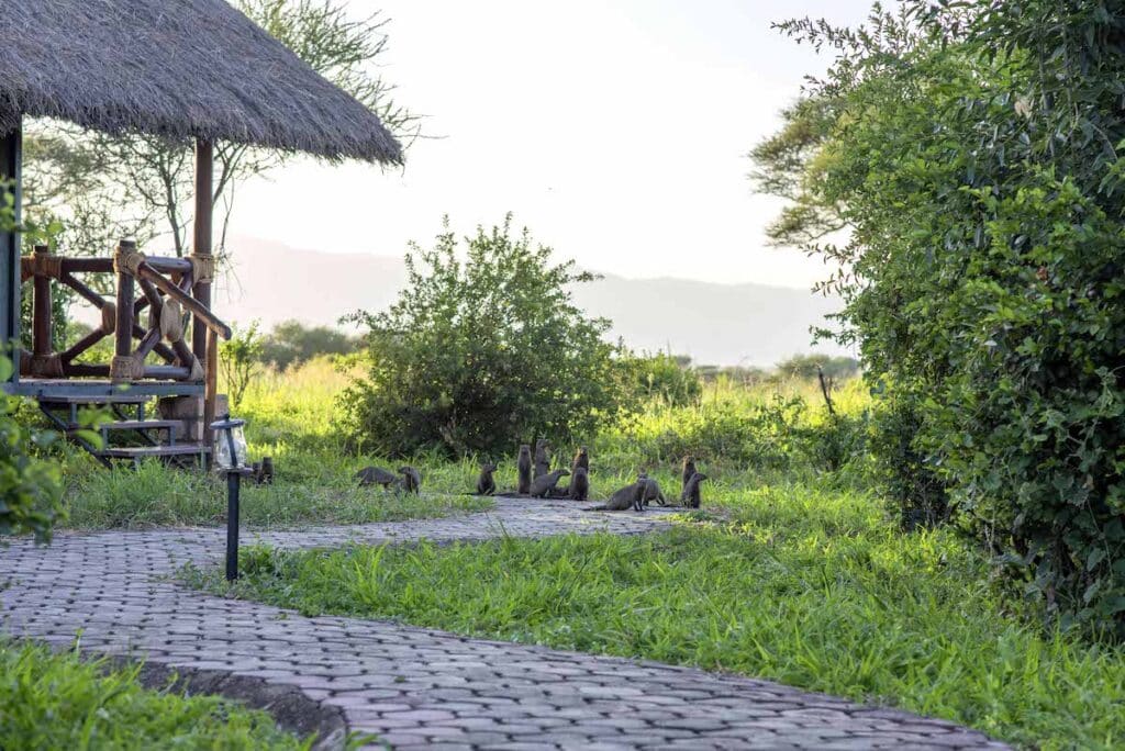 Tarangire Simba Wildlife Near Camp 116