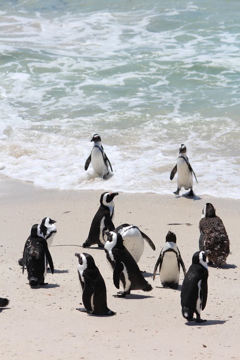 8 Day Garden Route Small Group Tour 4 A group of African penguins on Boulders Beach, Cape Town, enjoying the shoreline.