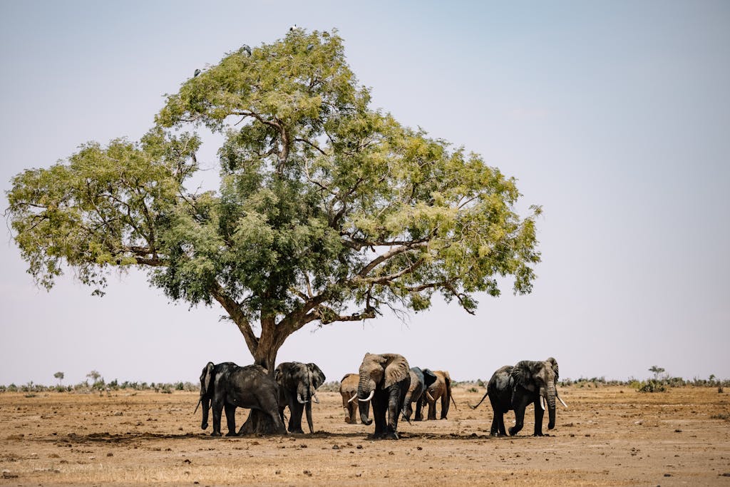 15 Day Botswana and Zimbabwe Small Group Tour 3 A herd of African elephants standing under a large tree in the wild, showcasing nature at its best.