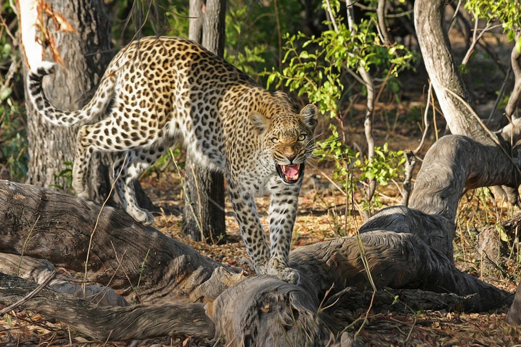 15 Day Botswana and Zimbabwe Small Group Tour 1 A leopard snarling in its natural habitat in the African wilderness.