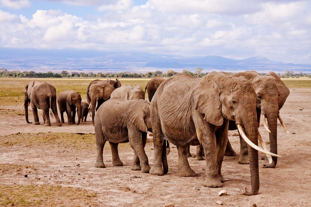15 Day Kenya and Tanzania Small Group Tour 3 A majestic herd of African elephants in their natural habitat, showcasing wildlife in the savanna.