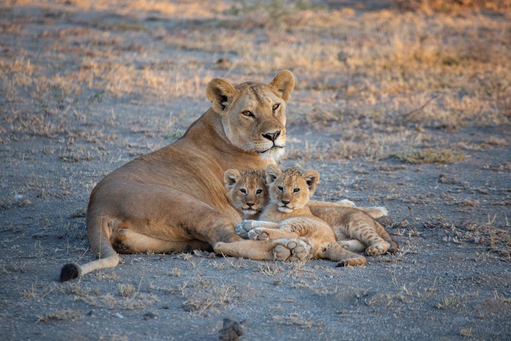 15 Day Kenya and Tanzania Small Group Tour 2 A serene image of a lioness cuddling with her cubs in the Tanzanian savanna, showcasing wildlife intimacy.