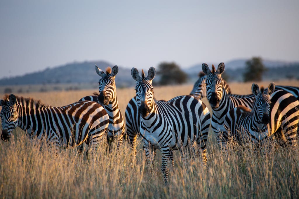 15 Day Kenya and Tanzania Small Group Tour 1 A stunning group of zebras grazes in the grassy savanna of Tanzania, captured at sunset.