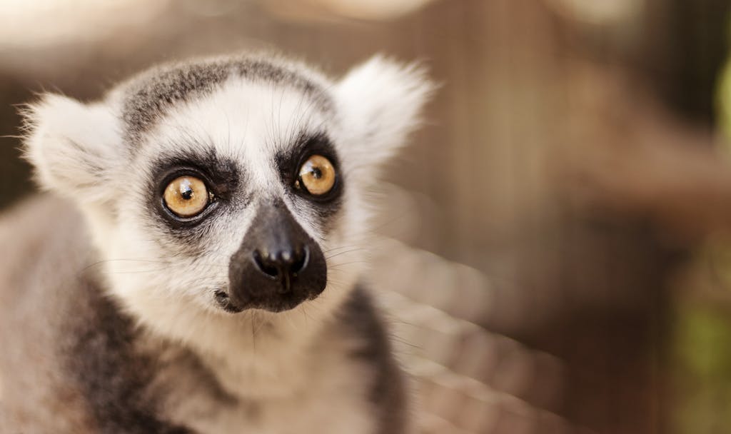 Adorable close-up of a ring-tailed lemur with big eyes, captured in a natural outdoor setting.