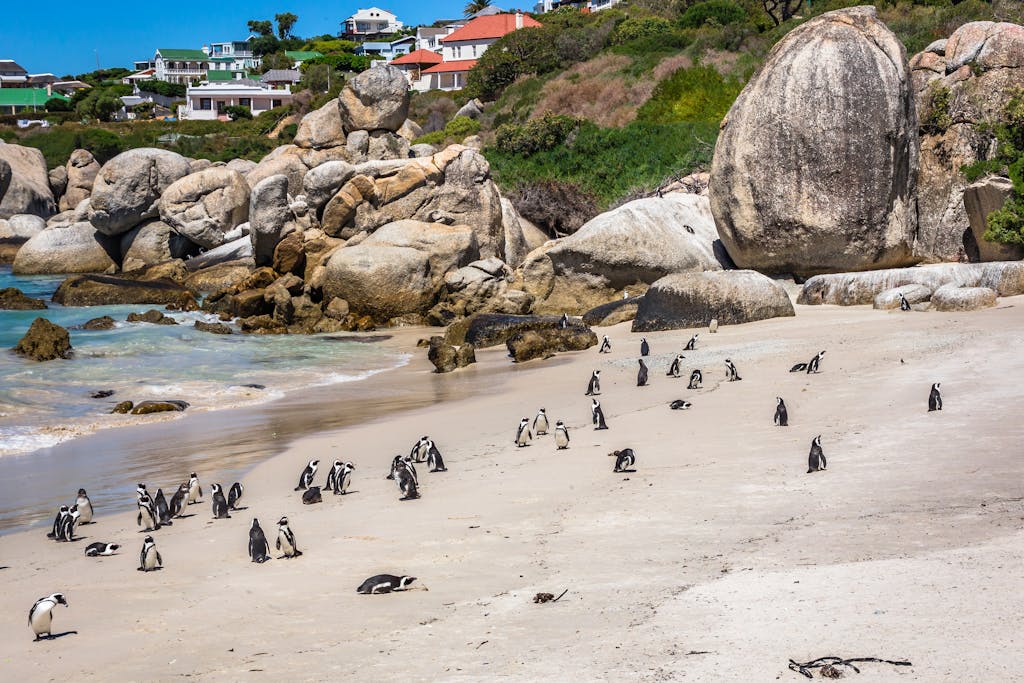 8 Day Garden Route Small Group Tour 1 African penguins roam freely on the sunny shores of Boulders Beach, surrounded by large rocks and a vibrant backdrop.