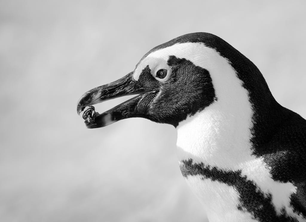 19 Day South Africa, Lesotho and Eswatini Group Tour 2 Black and white close-up of an African penguin (Spheniscus demersus).