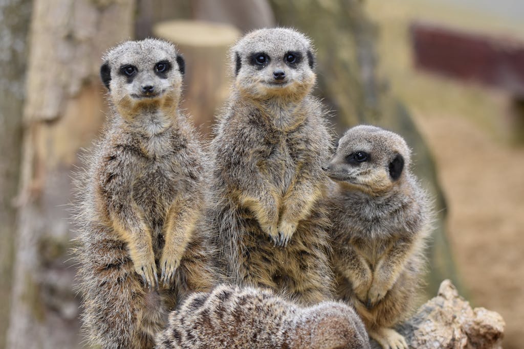 Charming close-up of three meerkats perched together, showcasing their curious expressions.