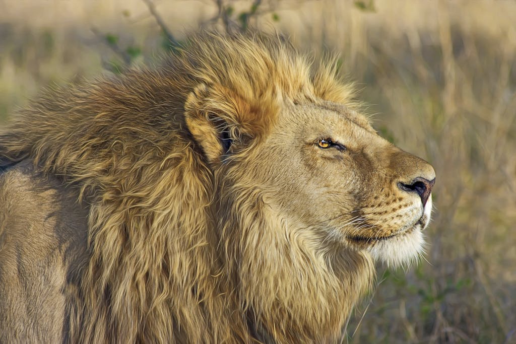 19 Day South Africa, Lesotho and Eswatini Group Tour 1 Close-up of a majestic lion with a golden mane in its natural habitat.