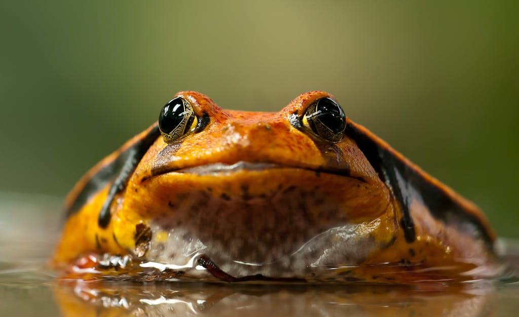 12 Day Madagascar Small Group Tour 3 Close-up of a vibrant tomato frog in its natural habitat. Perfect for wildlife enthusiasts.
