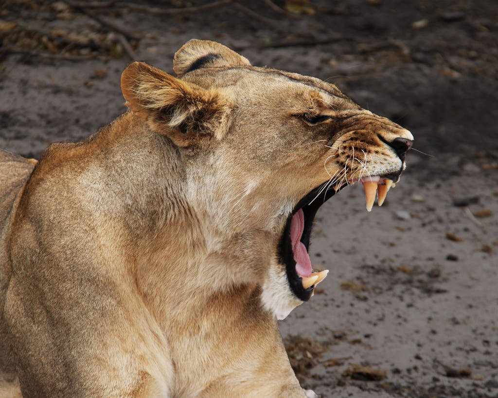 Close-up of a yawning lioness in the wild, captured in Botswana's natural habitat.