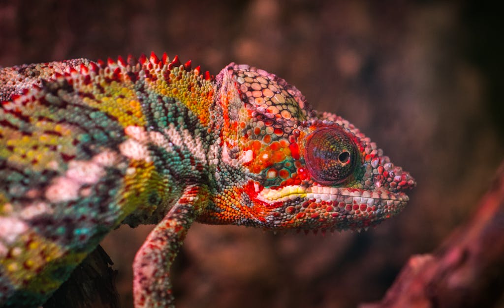 12 Day Madagascar Small Group Tour 1 Detailed close-up of a colorful chameleon's head showcasing vibrant scales outdoors.