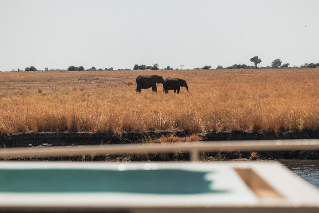 Chobe Princess Game Viewing from Vessel