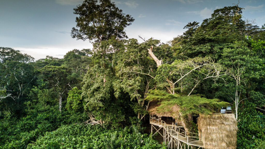 odzala copyright scott ramsay www.lovewildafrica.com 15