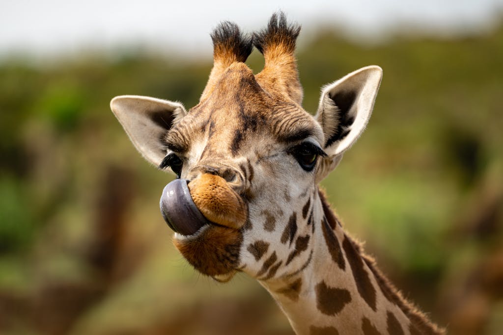 A detailed close-up of a giraffe's face with its tongue out, set in a natural habitat.