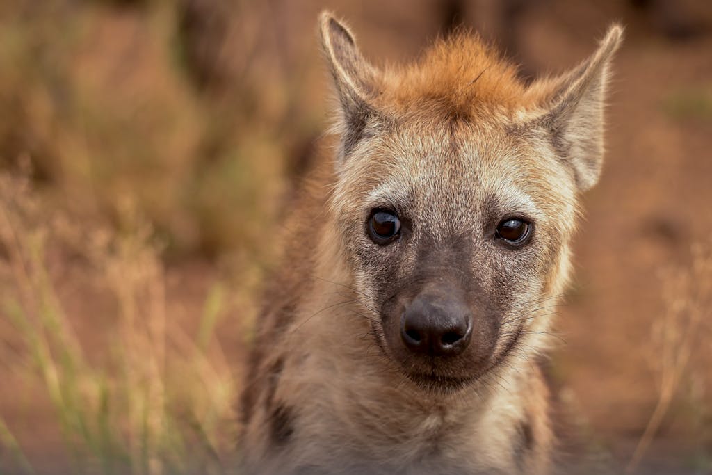 A detailed close-up of a young hyena in its natural habitat, showcasing its curious gaze.