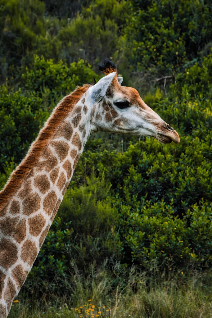 Home 5 A majestic giraffe among lush greenery in Oudtshoorn, South Africa.