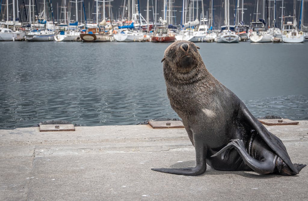 A seal sits on the harbor edge with boats in the background at Cape Town, showcasing marine life and nautical scenery.