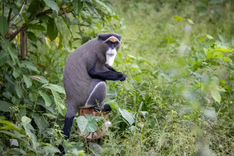 SanghaLodge DeBrazzamonkey3 1920w.jpg