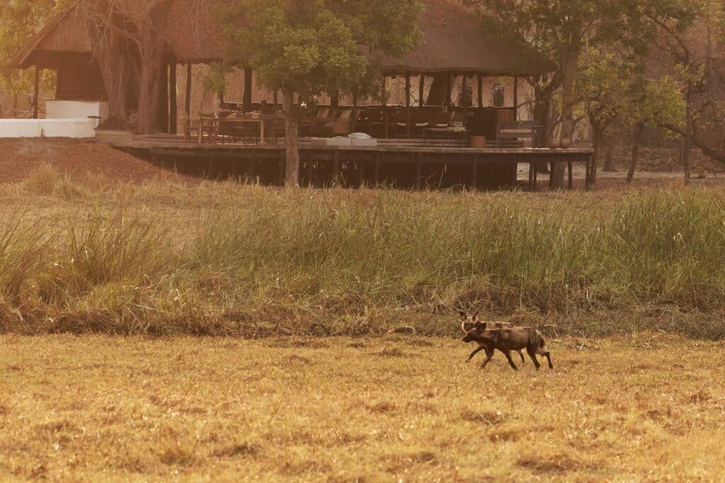 kafue national park nanzhila safari wilddog scaled 1